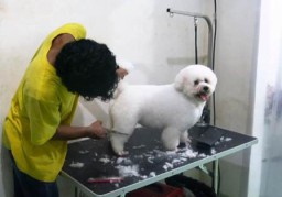 Libur Natal dan Tahun Baru, Tempat Penitipan Anjing Meningkat