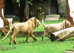 Singa Putih Kiara dan Zeus Ramaikan Wisata KBS Surabaya