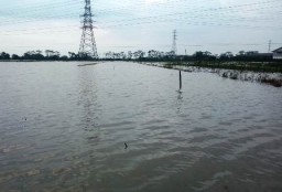 Ratusan Hektar Sawah di Pasuruan Terendam Banjir Akibat Hujan