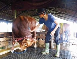 Kadis Peternakan Jatim Enggan Komentari Soal PMK, Ada Apa?