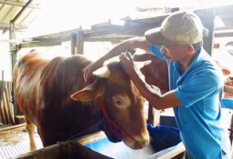 Warga Pakal Punya Trik Agar Sapi Tidak Stres dan Sehat