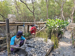 TPS Siapkan 10.000 Bibit Mangrove: Solusi Ekologis atau Sekadar Etalase Hijau Korporasi?