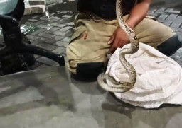 Petugasa Damkar Evakuasi Ular Piton di Mesin Mobil Perusahaan