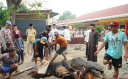 Idul Adha 2026, Polres Pasuruan Kurban 16 Sapi dan 57 Kambing