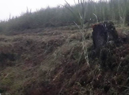 Ancaman Bencana Akibat Hutan Nongkojajar Dibabat Perhutani