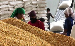 26 Ribu Ton Jagung Brazil Dikirim ke Daerah-daerah