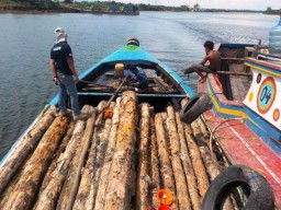 3 Pelaku Ilegal Logging Suaka Margasatwa Ditangkap