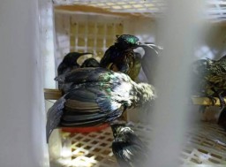 643 Burung asal Sumatera Gagal Masuk Bakauheni