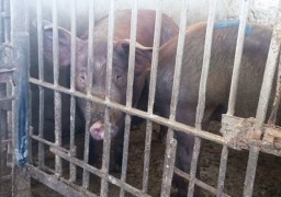 Aspednak Bantu Atasi Penyebaran Virus Babi