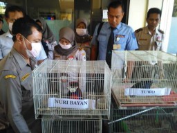 Burung Makassar Selundupan Gagal Masuk Surabaya