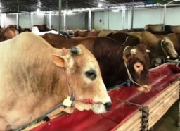 Pemprov DKI Minta Harga Sapi Idul Adha Turun