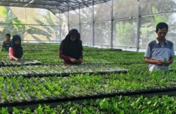 Dampak Corona, Pengusaha Anggrek Merugi Rp 5 M