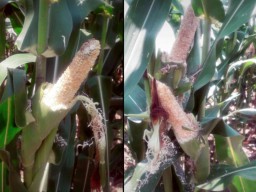 Dinas Pertanian Gresik Kehabisan Obat Hama