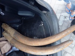 2 Gading Gajah Sumatera Senilai Rp 3 M Diamankan