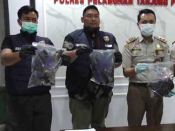 Burung Gagak Hitam untuk Guna-guna Gagal Dikirim