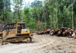 Komisaris CV SBM Ditahan Terkait Illegal Logging