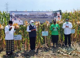 Gubernur Jawa Timur Panen Jagung di Beji