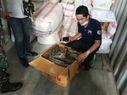 KLHK Amankan Kayu Gaharu 1.950 Kg