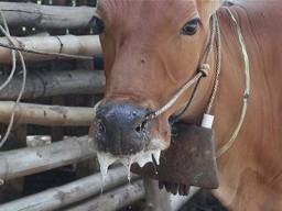 Pakai Barcode, Pantau Penyebaran Wabah PMK Seperti Peduli Lindungi