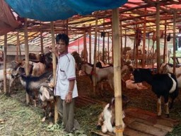 Dampak PMK Pada Penjualan Hewan Qurban Idul Adha 1443 H