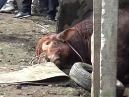 Peternak Sapi Cemas PMK Berdampak Harga Jual