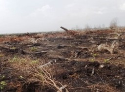 PT ATGA Harus Ganti Rugi Karhutla Rp 590 Miliar