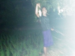 Sawah Petani Glatik Diserang Hama Tikus