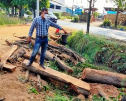 Polisi Selidiki Penebangan Sonokeling di Bangil