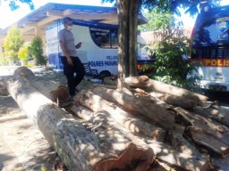 Polisi Periksa 3 Saksi Pemotongan Sonokeling Pogar