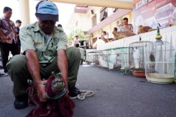 Warga Pandaan Simpan 5 Buaya