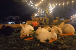 Taman Kelinci Wisata Sumber Air Panas Kepulungan Resmi Dibuka