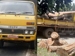 Polisi Amankan Truk Plat Merah Muatan Kayu Ilegal