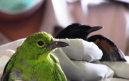 KM Satya Kencana Angkut Ratusan Burung Ilegal