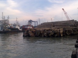 Clusterisasi Kayu Log Belum Diproses Otoritas Pelabuhan