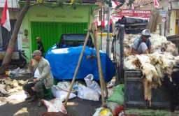 Pengepul Kulit Hewan Kurban Panen Untung