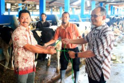PT Pelindo III Bantu Peternak Sapi Rp 1,86 Miliar