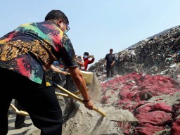 70 Ton Bawang Bombai Asal India Dimusnahkan