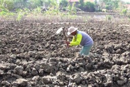 Ratusan Hektar Lahan Petani di Surabaya Kekeringan