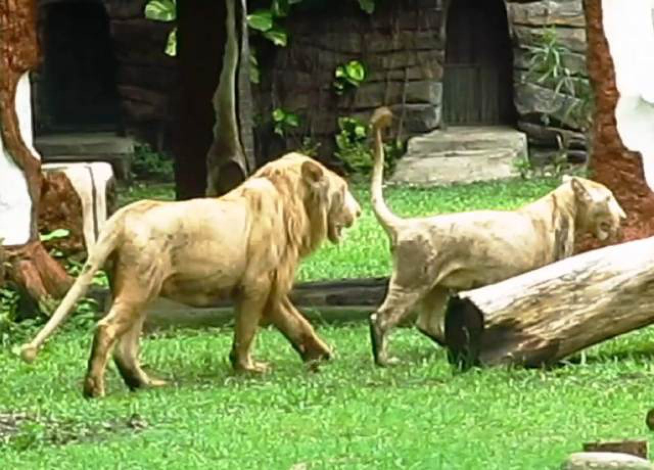 Singa Putih Kiara dan Zeus di KBS Surabaya