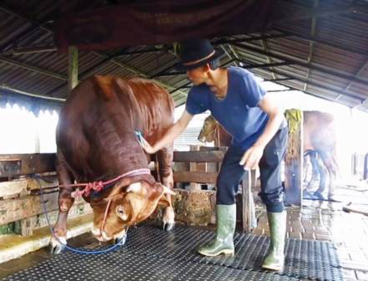 Kadis Peternakan Jatim Enggan Komentari Soal PMK, Ada Apa?