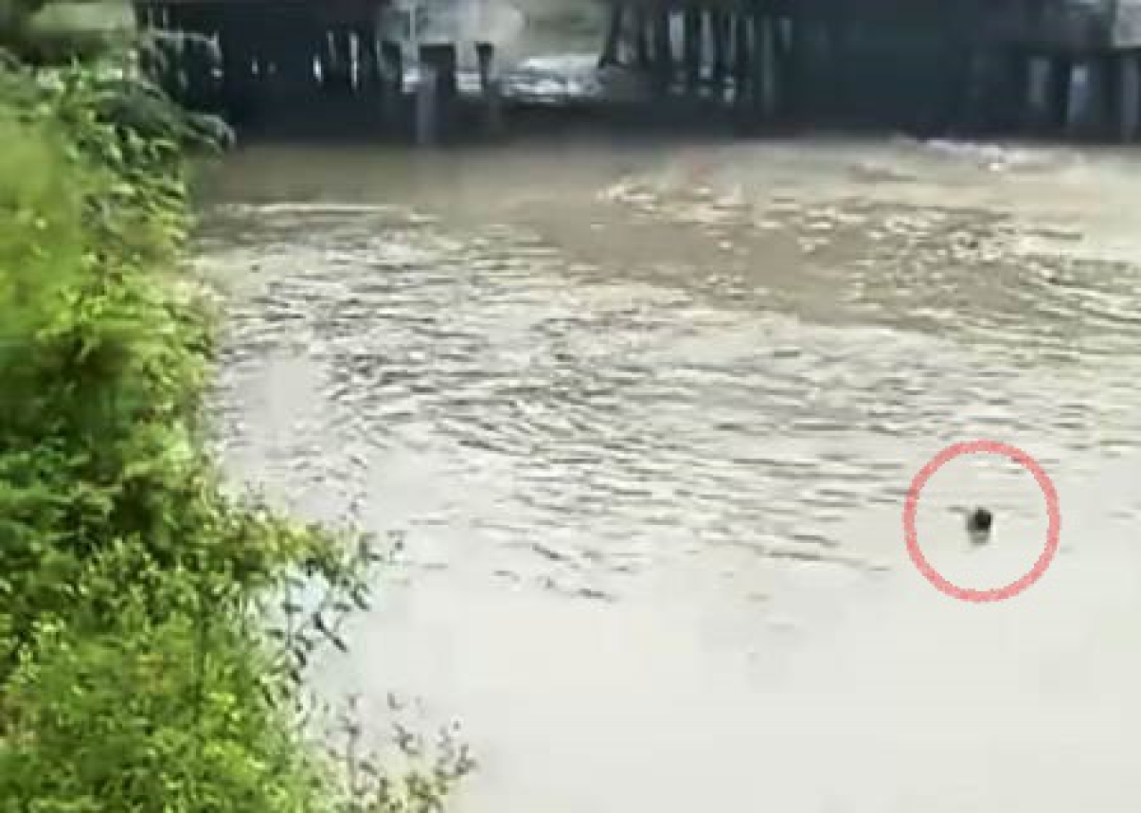 (lingkaran merah) Samsul Arifin saat terbawa arus sungai.