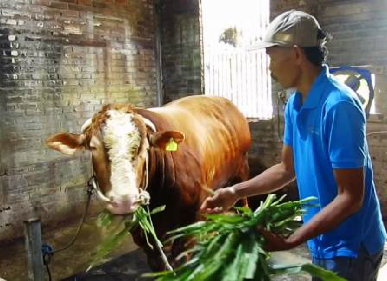 Sapi Bruno Gemoy asal Pakal Surabaya.