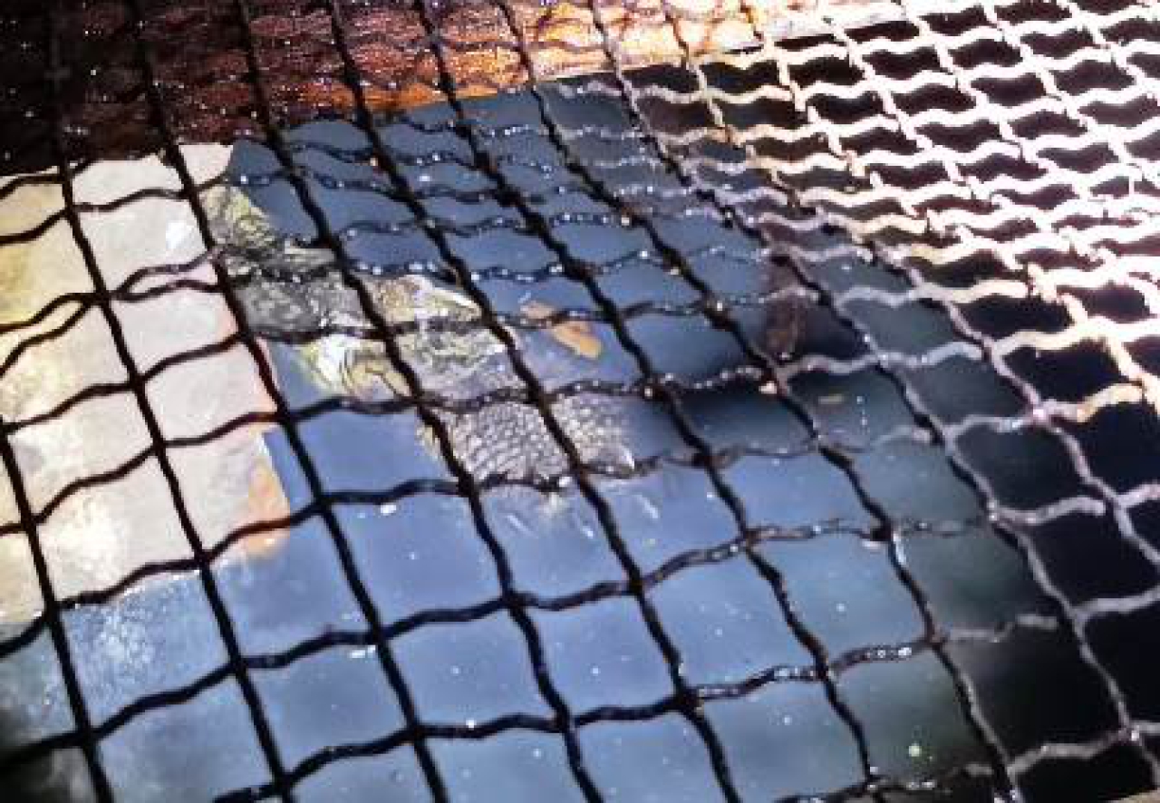 Buaya di rumah Zainudin.