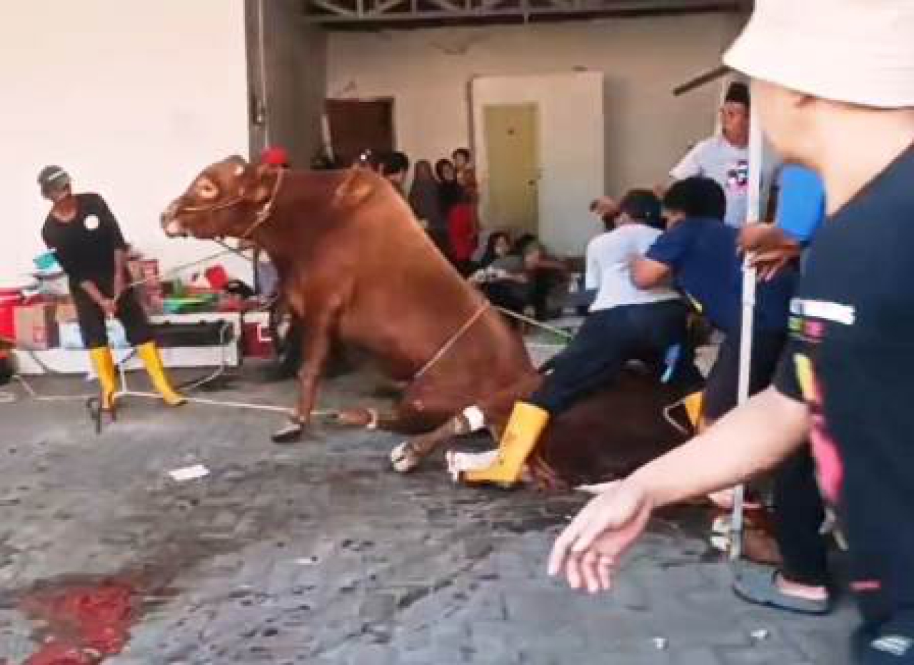 Butuh 10 Orang Menjinakkan Sapi Jumbo Sebelum Disembelih