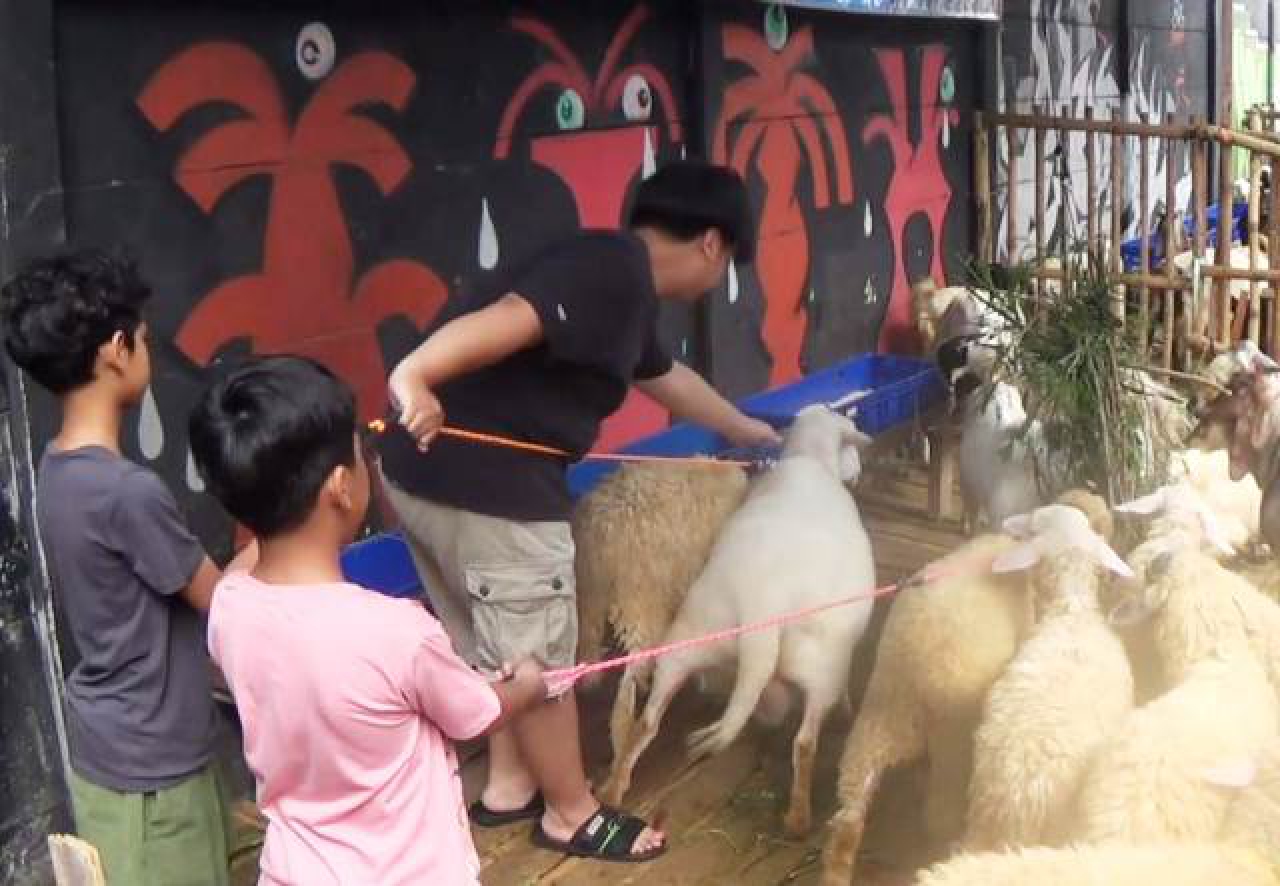 Raizel dan Yuki, saat membeli domba kurban.