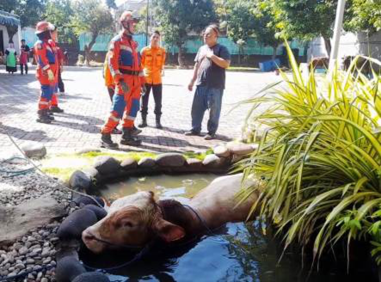 Sapi Simental masuk kolam.