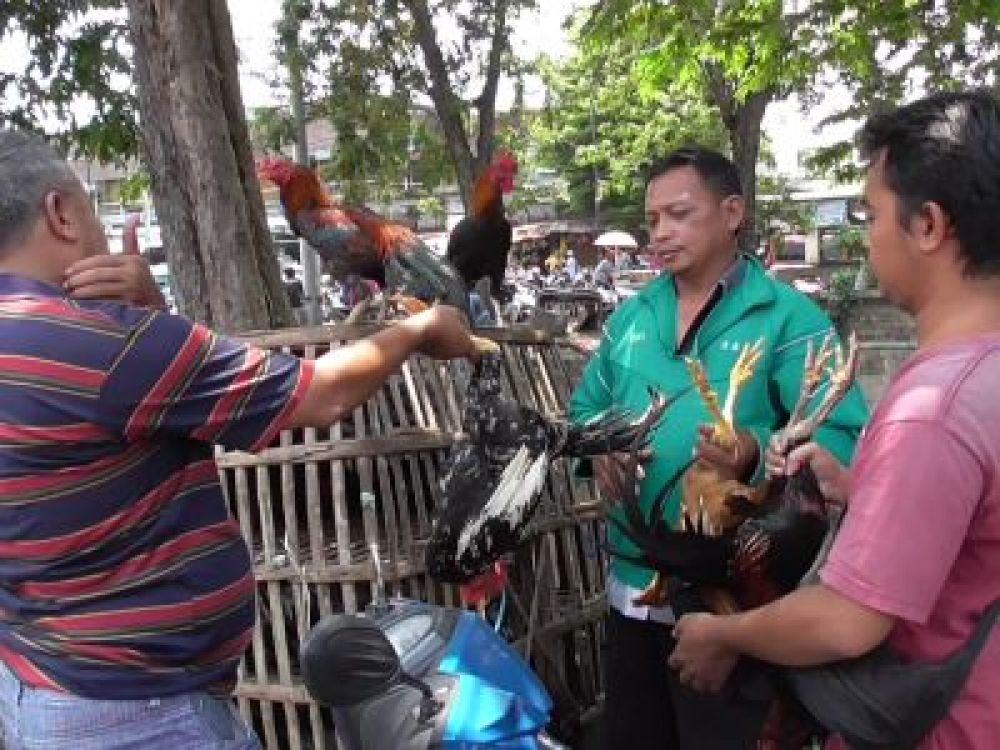 Ayam Kampung Jadi Buruan untuk Menu Megengan