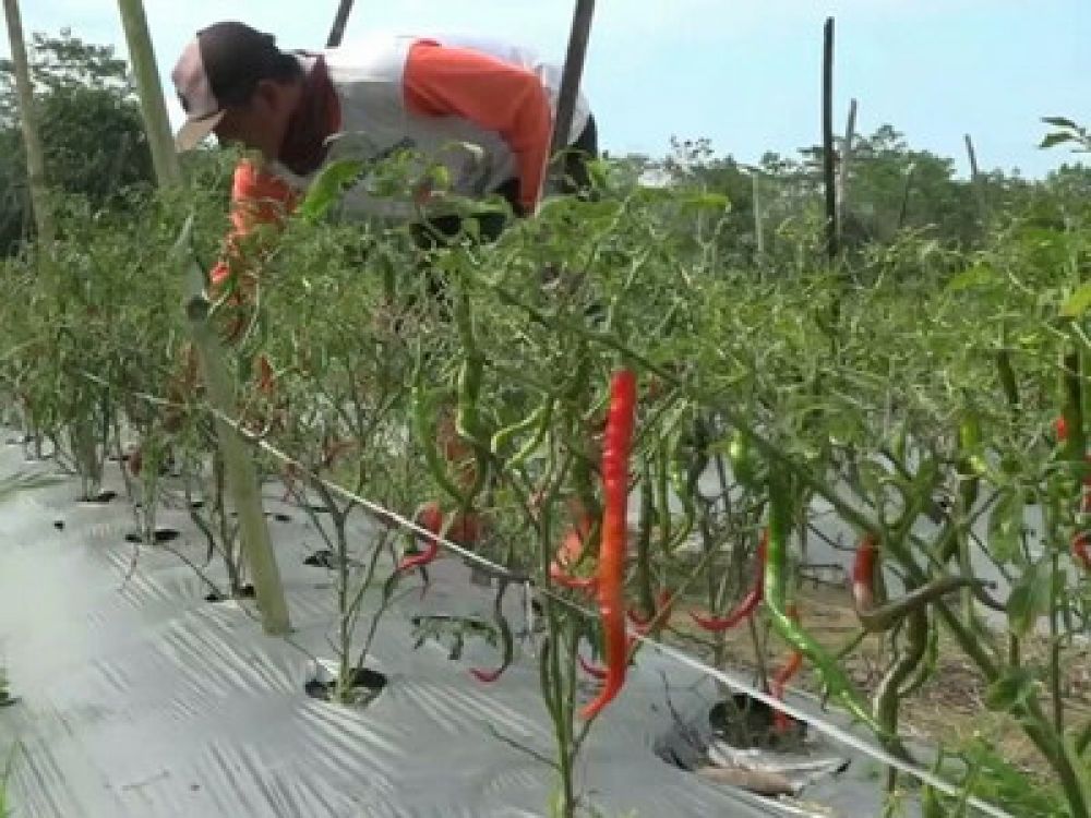 Dampak cuaca ekstrem puluhan hektar tanaman cabai di dua kampung di Kecamatan Menggala timur, Kabupaten Tulang Bawang, Provinsi Lampung terancam gagal panen.