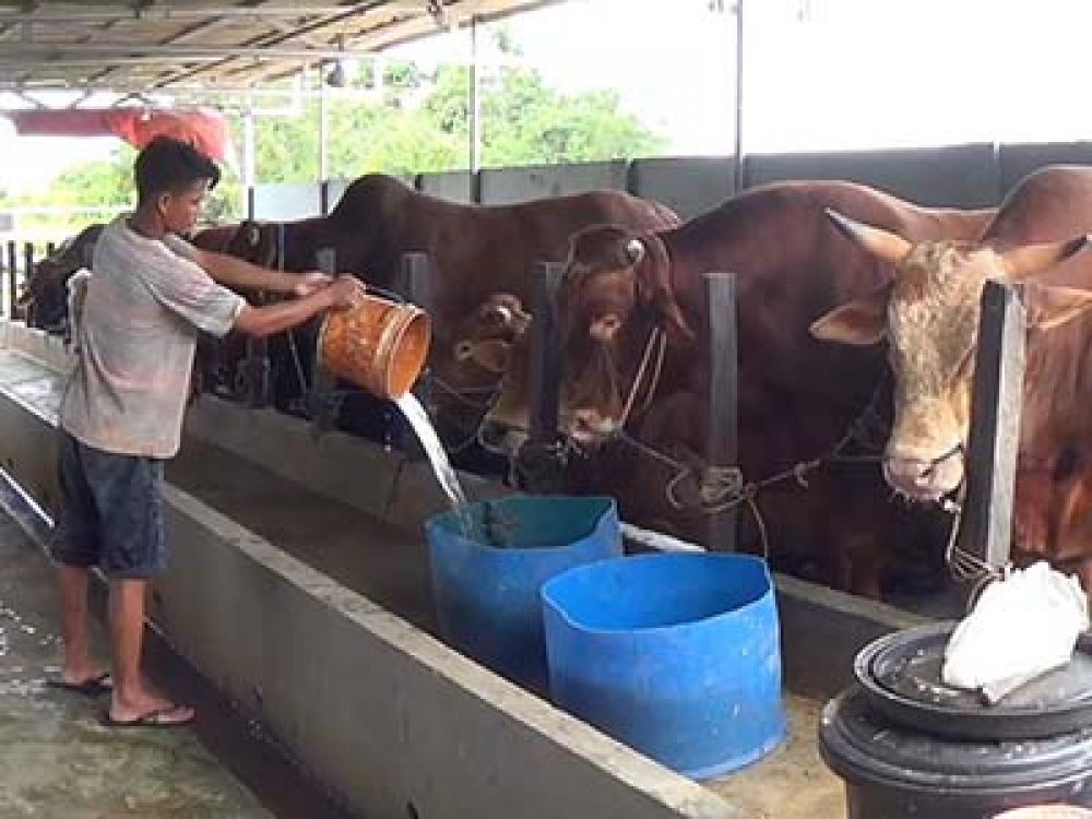 Peternak Sapi di Balikpapan Rugi Ratusan Juta