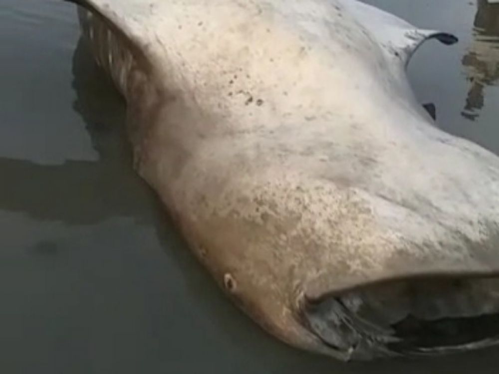 Bangkai ikan hiu tutul yang terdampar di Kenjeran.